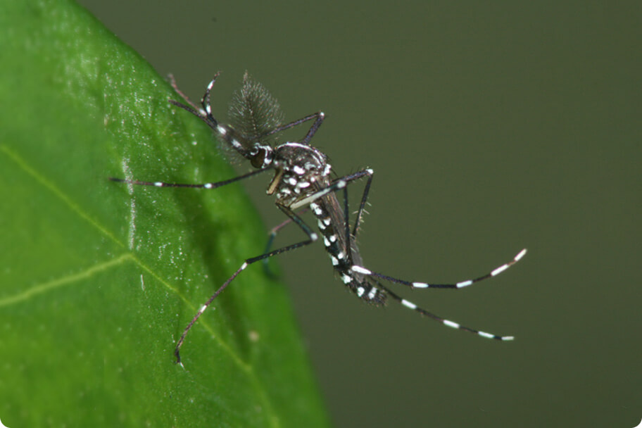 Aedes albopictus