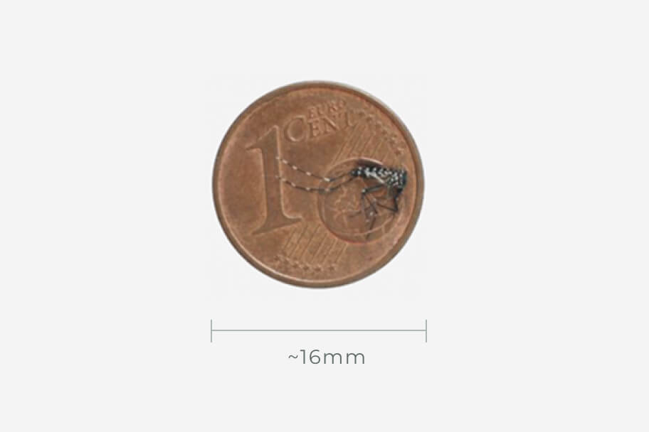1-cent coin